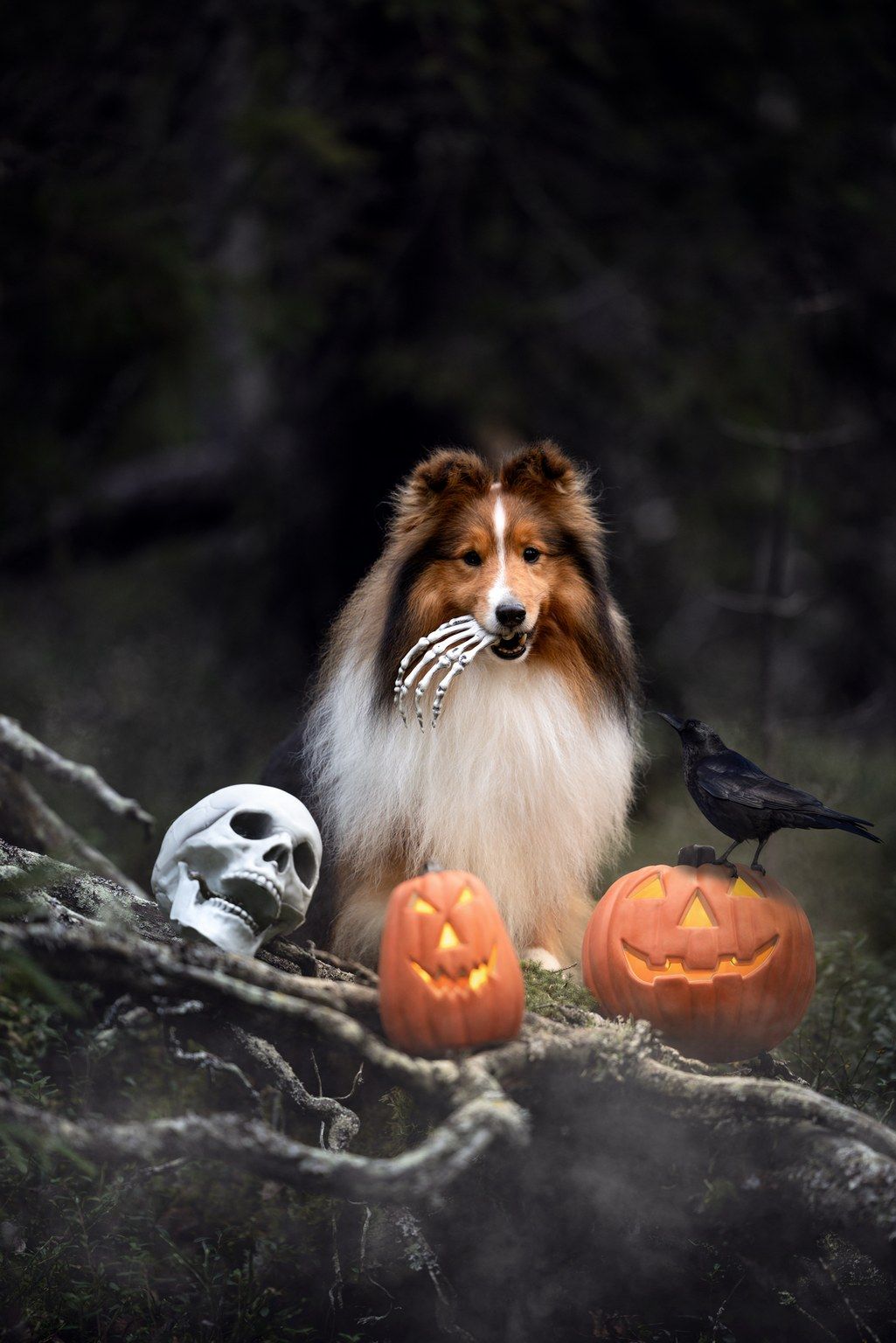 Halloweenteemainen kuva shetlanninlammaskoirasta, joka pitää suussaan rekvisiittaa. Maassa kurpitsalyhtyjä ja muovinen pääkallo.