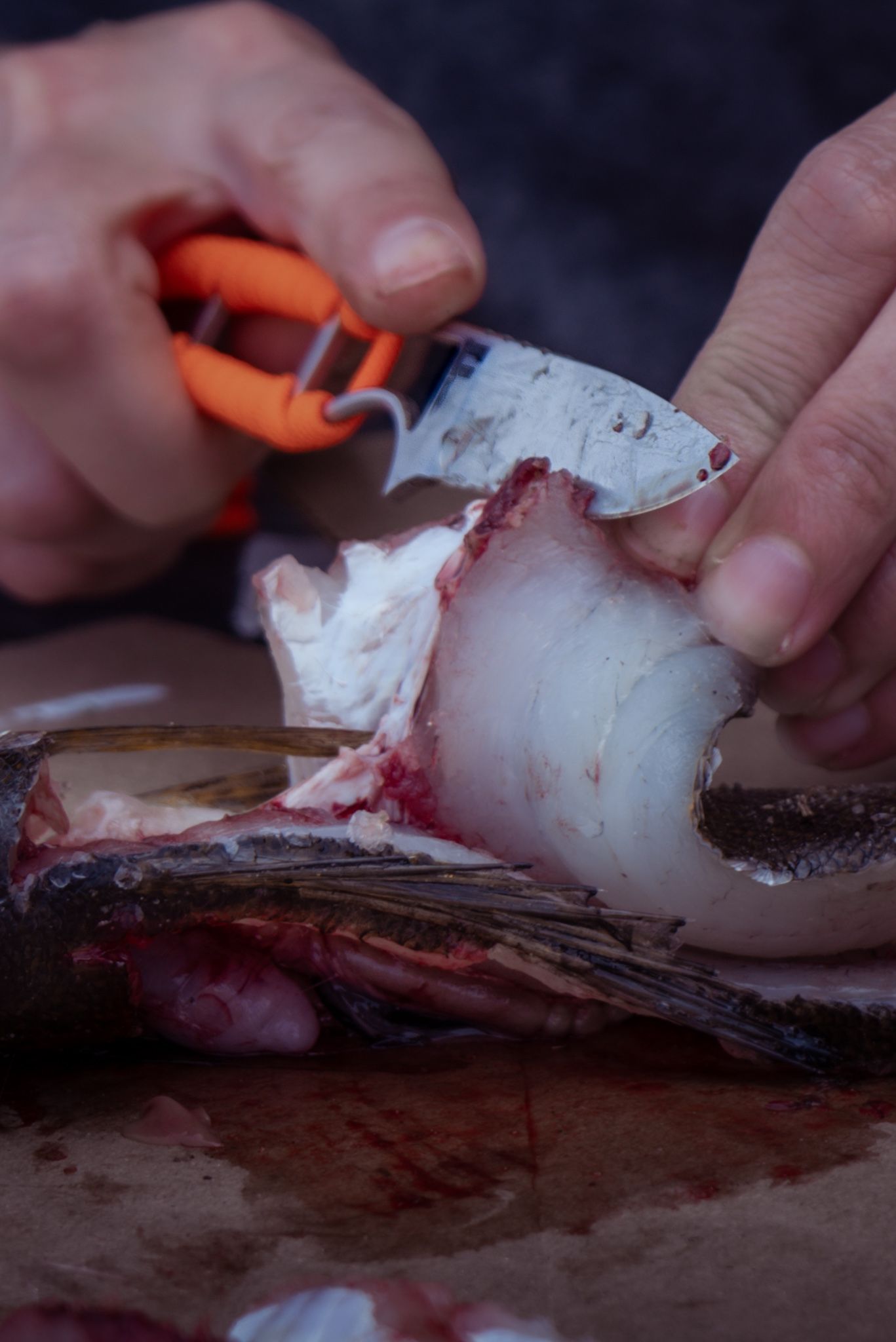 Hands using orange scissors to carefully cut raw fish meat on a dark cutting surface.