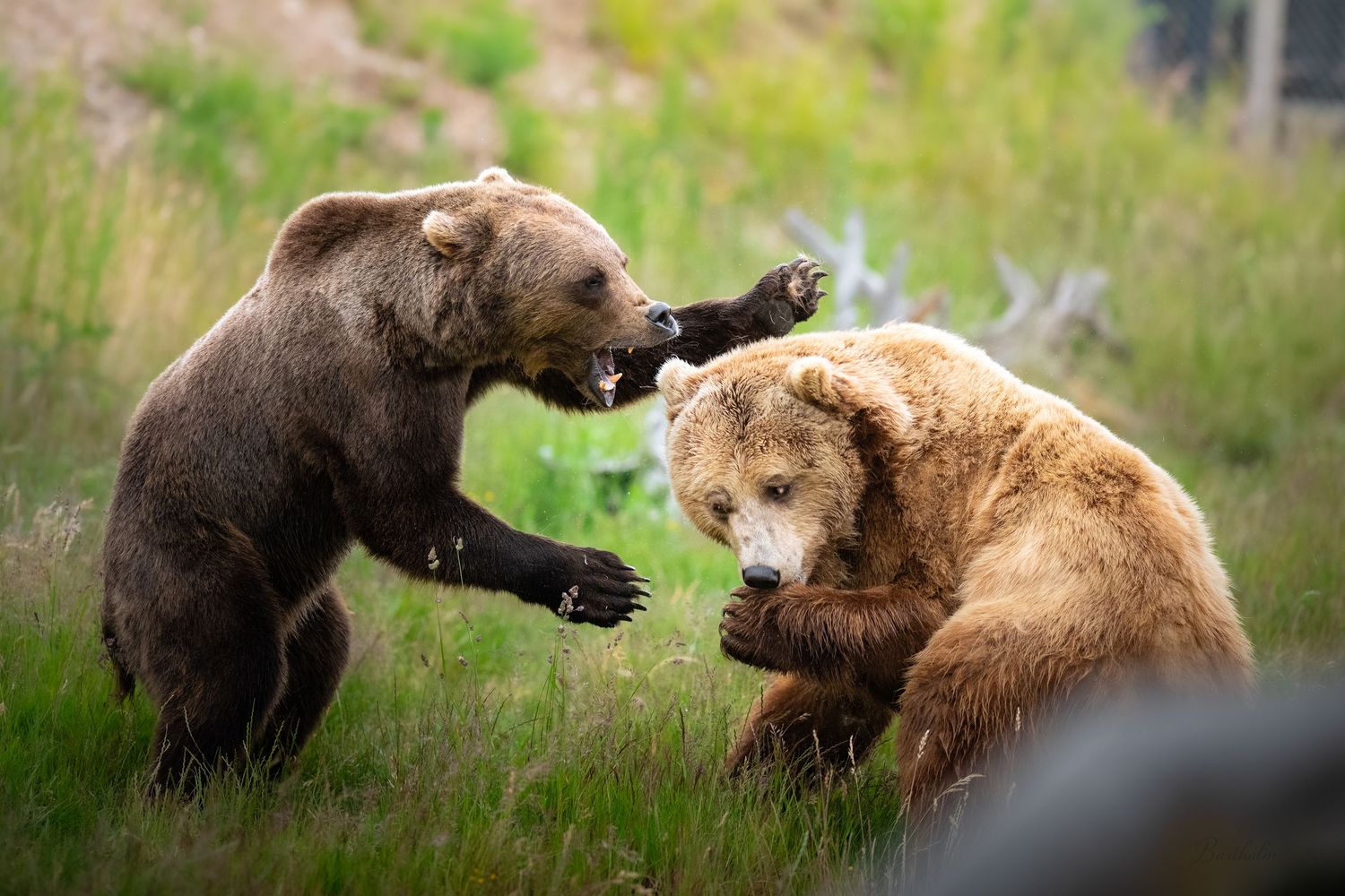 Two brown bears sparring and playing in a lush green meadow.
