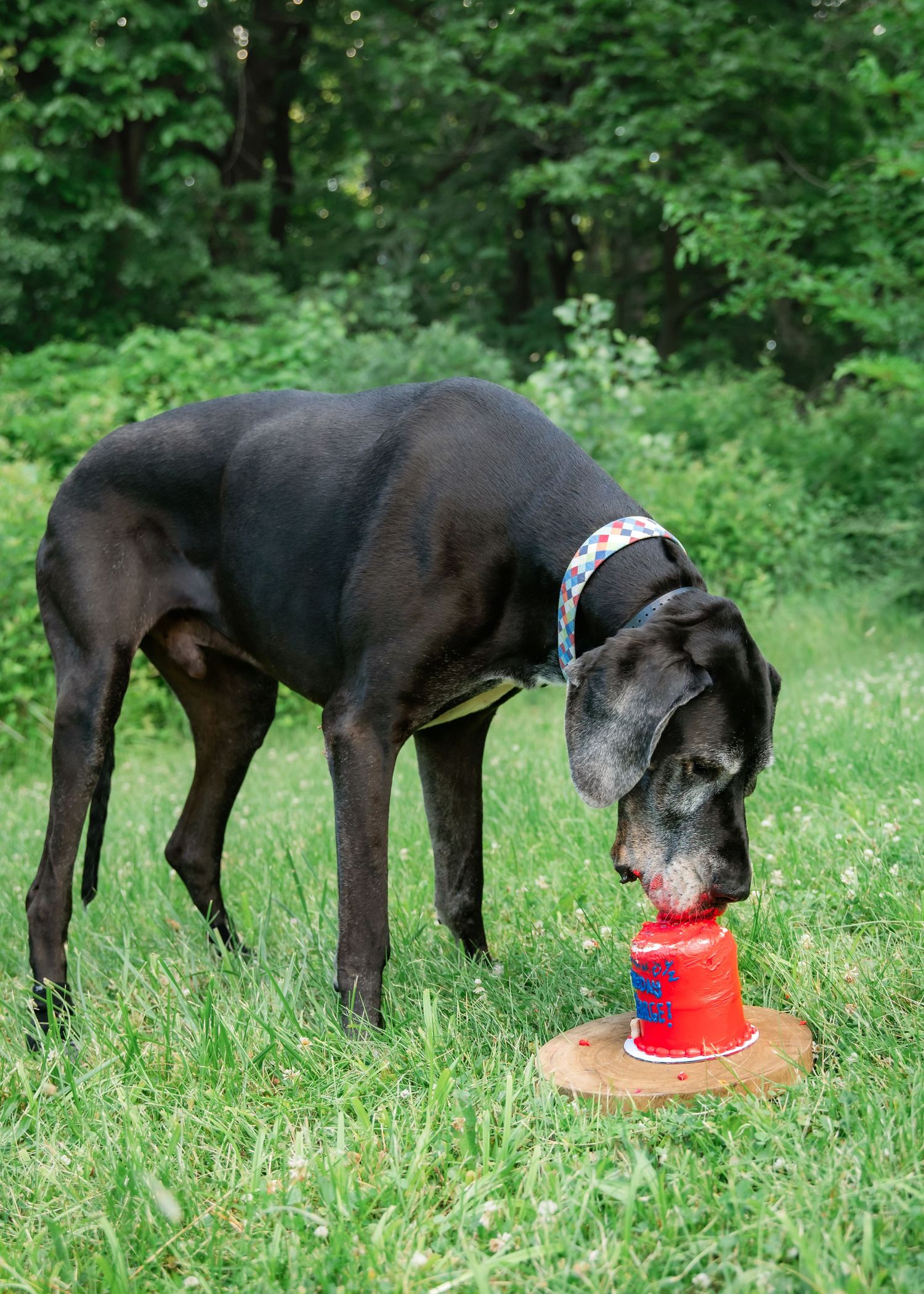 A large black Great Dane dog eating from a red cake on grass with green trees in the background.