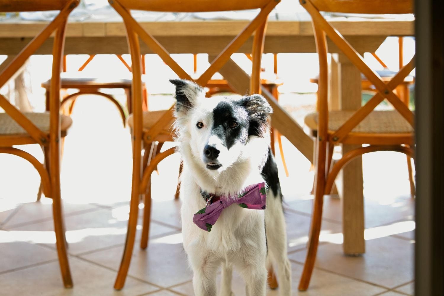 Un chien avec un nœud papillon au milieu des chaises de la réception à Rognac.