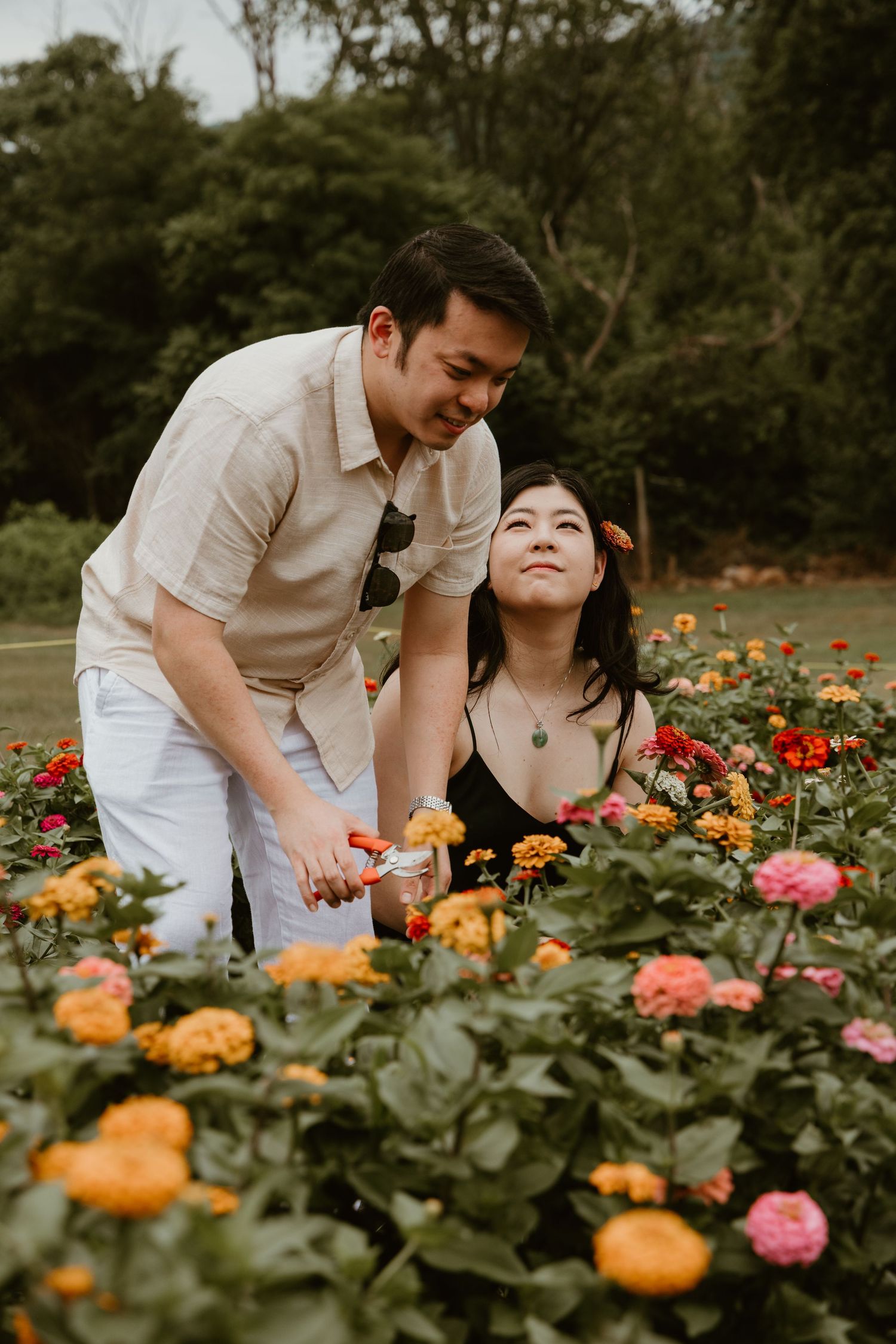 A couple tends to colorful zinnia flowers in a garden, with the woman looking up lovingly at the man holding garden shears.