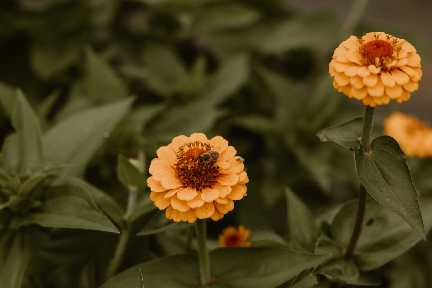 A bee pollinates vibrant orange zinnia flowers surrounded by lush green foliage in a garden setting.