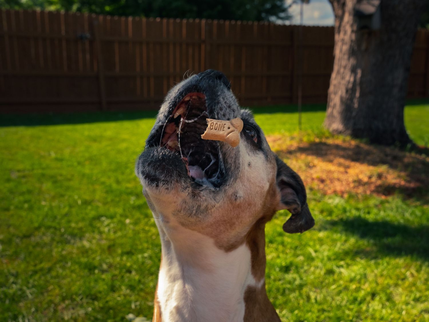 A boxer lunges mouth wide open to catch a bone-shaped treat mid-air in a fenced grassy backyard, caught the instant before the snap.
