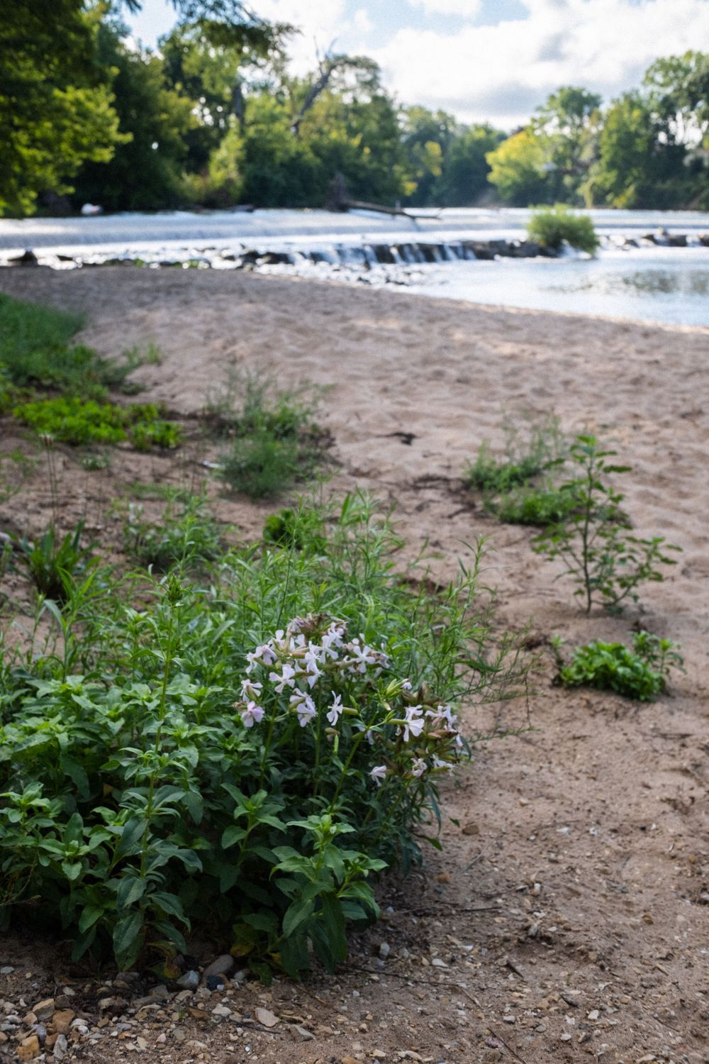 The Baltic Mill and Belvidere Park in Belvidere, IL. August 17, 2026. Photo: David Manning.