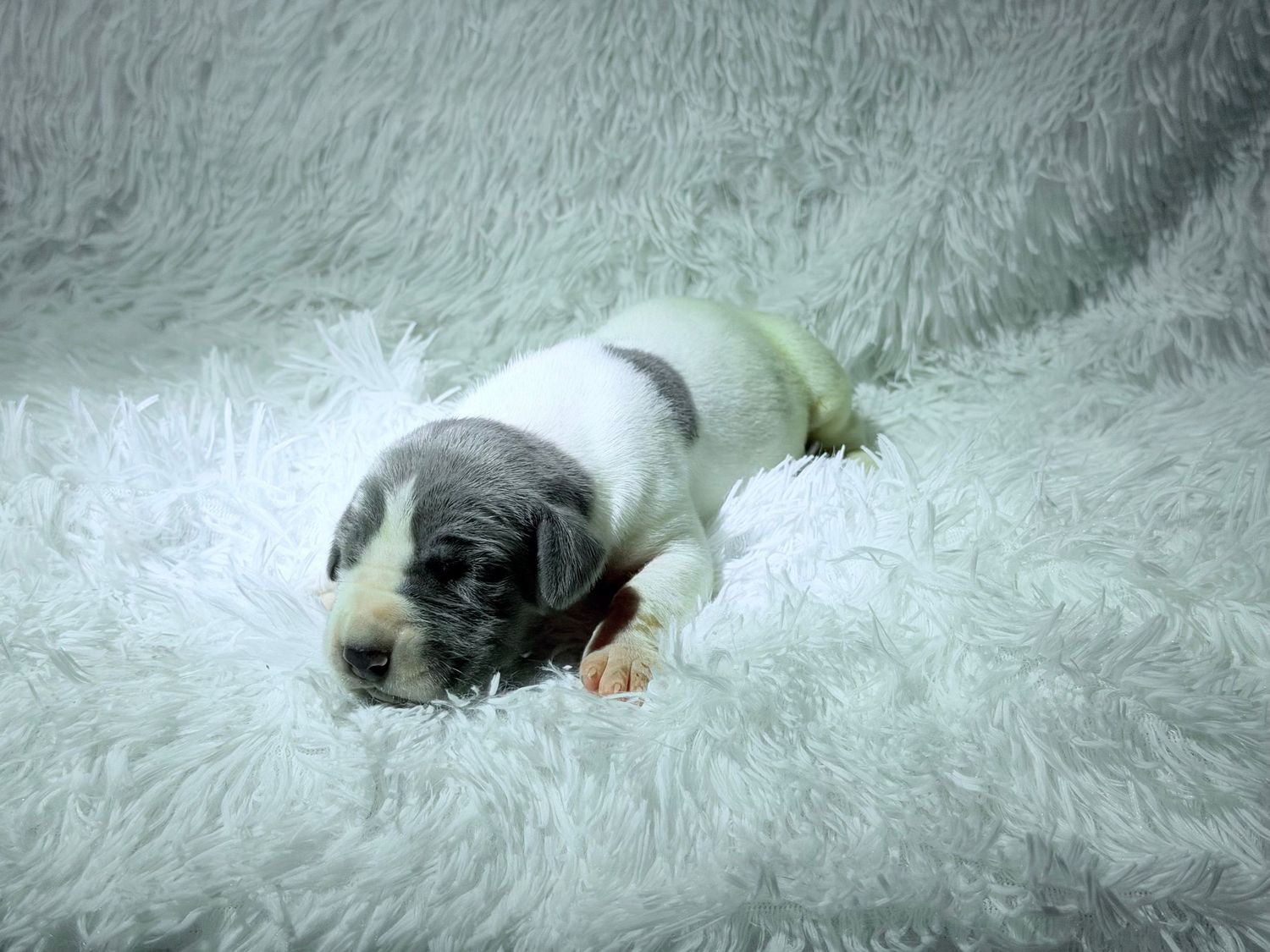 Tiny white and gray puppy resting on a fluffy white blanket, showcasing its adorable markings.