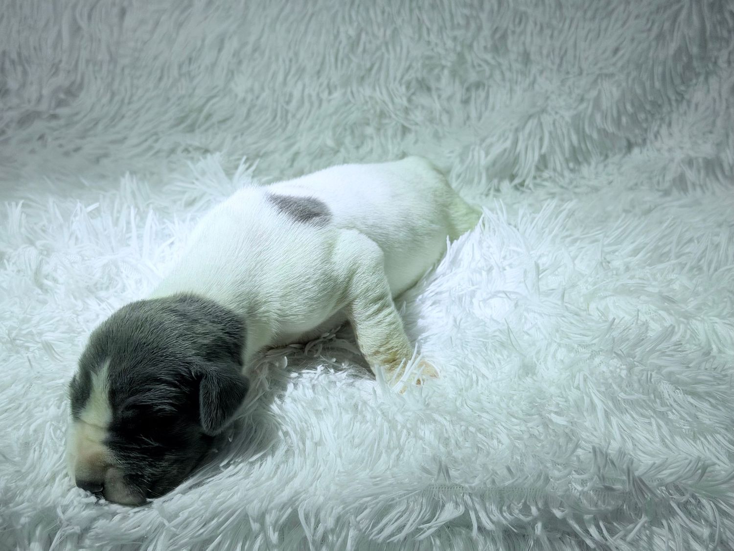 A tiny newborn puppy with white and gray markings resting on a soft white fluffy blanket.