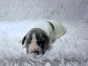 A tiny newborn black and white puppy sleeping peacefully on a fluffy white blanket.