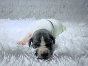 Tiny newborn puppy with white and gray markings resting on a soft fluffy white blanket.
