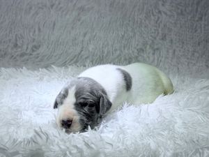 Tiny newborn puppy with white and gray markings resting on a soft fluffy white blanket.