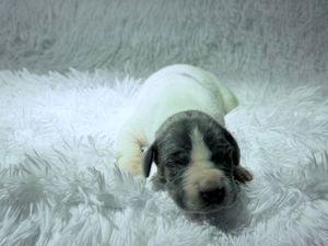 A tiny newborn puppy with white and gray markings sleeping peacefully on a soft white fluffy blanket.