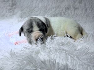 A tiny newborn puppy with gray and white markings sleeps peacefully on a soft white fluffy blanket.