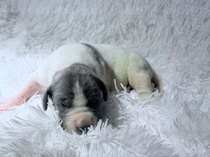 Tiny newborn puppy with gray and white markings sleeping peacefully on a soft white fluffy blanket.