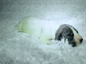 A tiny newborn puppy with white and gray fur sleeping peacefully on a soft white fluffy blanket.
