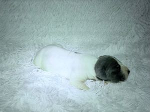 Tiny newborn puppy with white and gray fur sleeping on a soft white fluffy blanket.