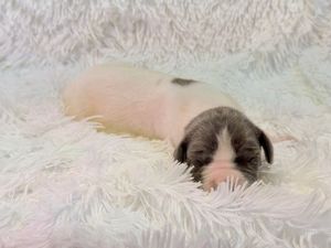 Newborn puppy with white and gray markings sleeping peacefully on a fluffy white blanket.