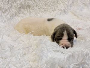 Newborn puppy with white and gray markings sleeping peacefully on a fluffy white blanket.