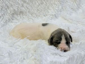 A tiny newborn puppy with white and gray markings sleeping peacefully on a soft white fluffy blanket.