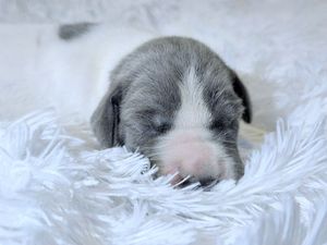 Tiny newborn puppy with gray and white fur sleeping peacefully on a soft white fluffy blanket.