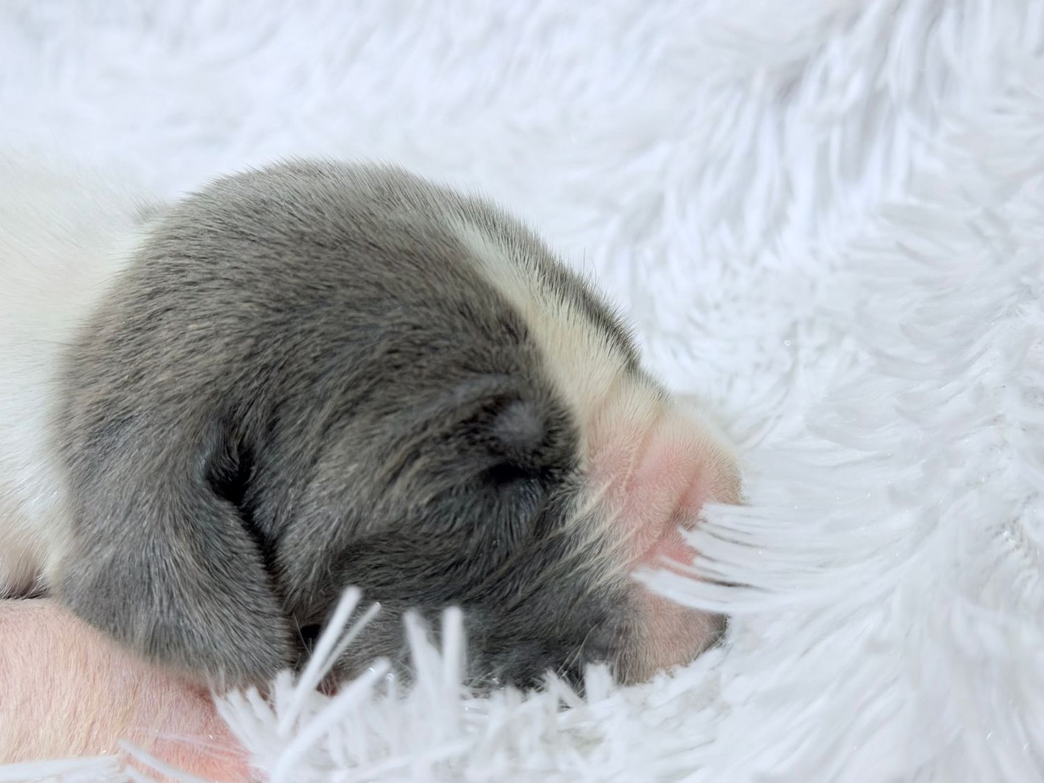Tiny newborn puppy sleeping curled up on a fluffy white blanket, held gently in a human hand.