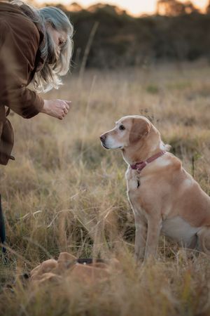 Older woman with gray hair training a golden Labrador dog in a dry grass field at dusk.