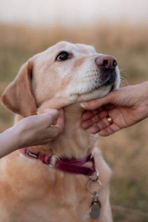 Golden Labrador dog being gently held by two hands outdoors, wearing a burgundy collar with tag.
