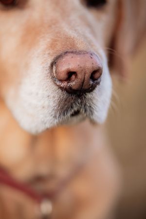 Close-up macro photo of a golden Labrador dog's nose and muzzle with soft bokeh background in Rouse Hill