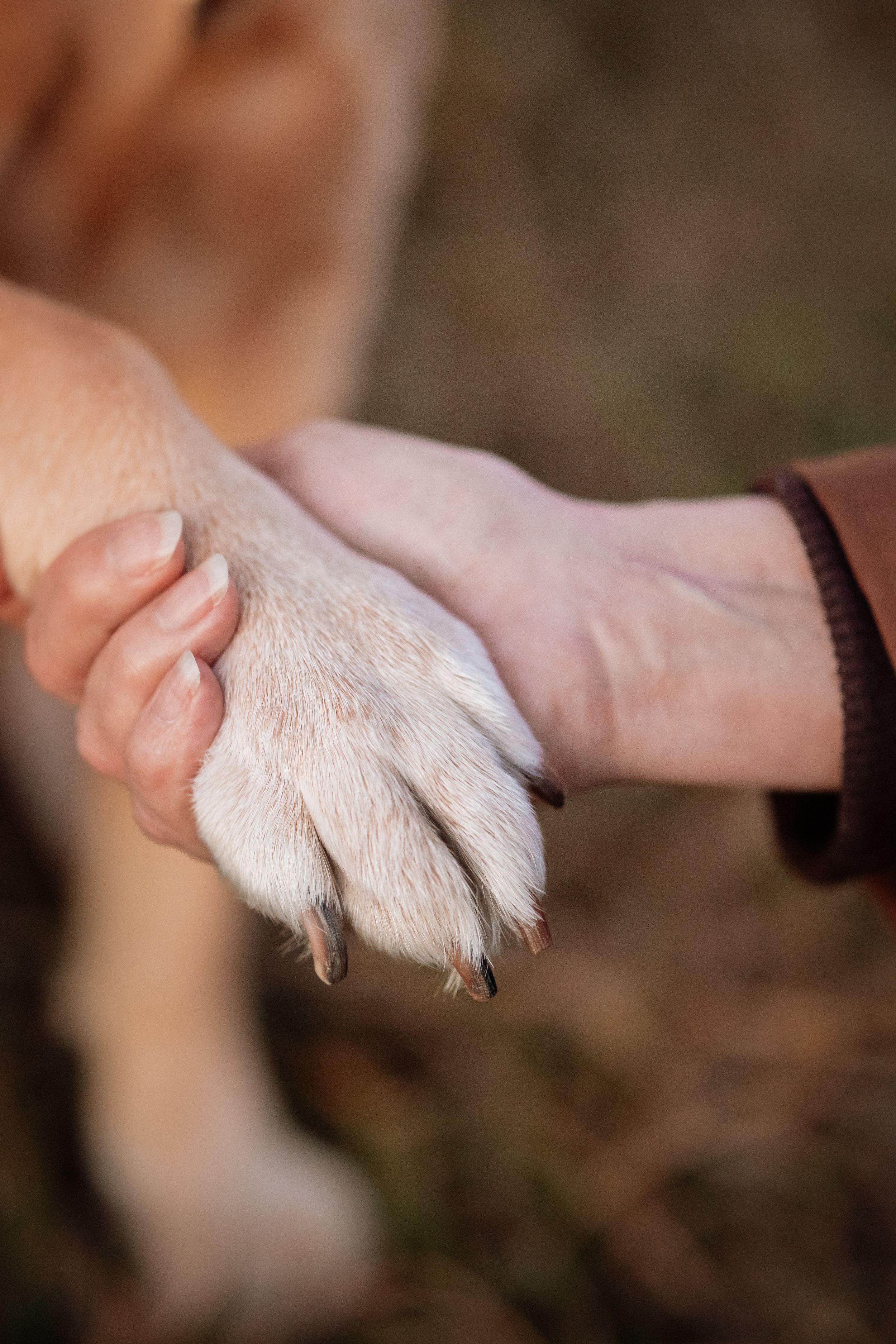 A person gently holds a dog's large furry paw in their hand, symbolizing the bond between humans and pets.