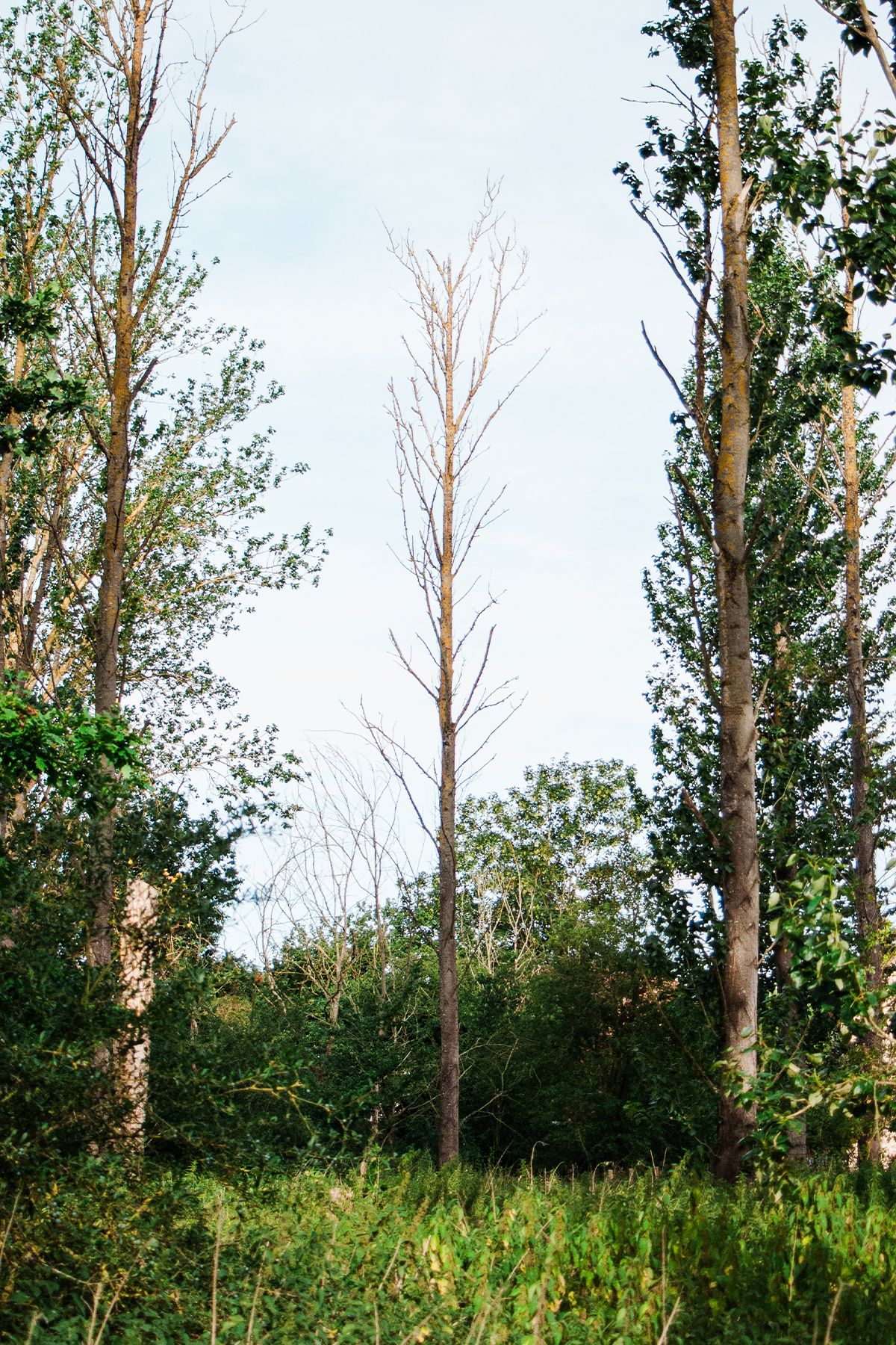 Tall bare hybrid black poplar tree surrounded by lush green trees and shrubs in a forest clearing under a pale blue sky.