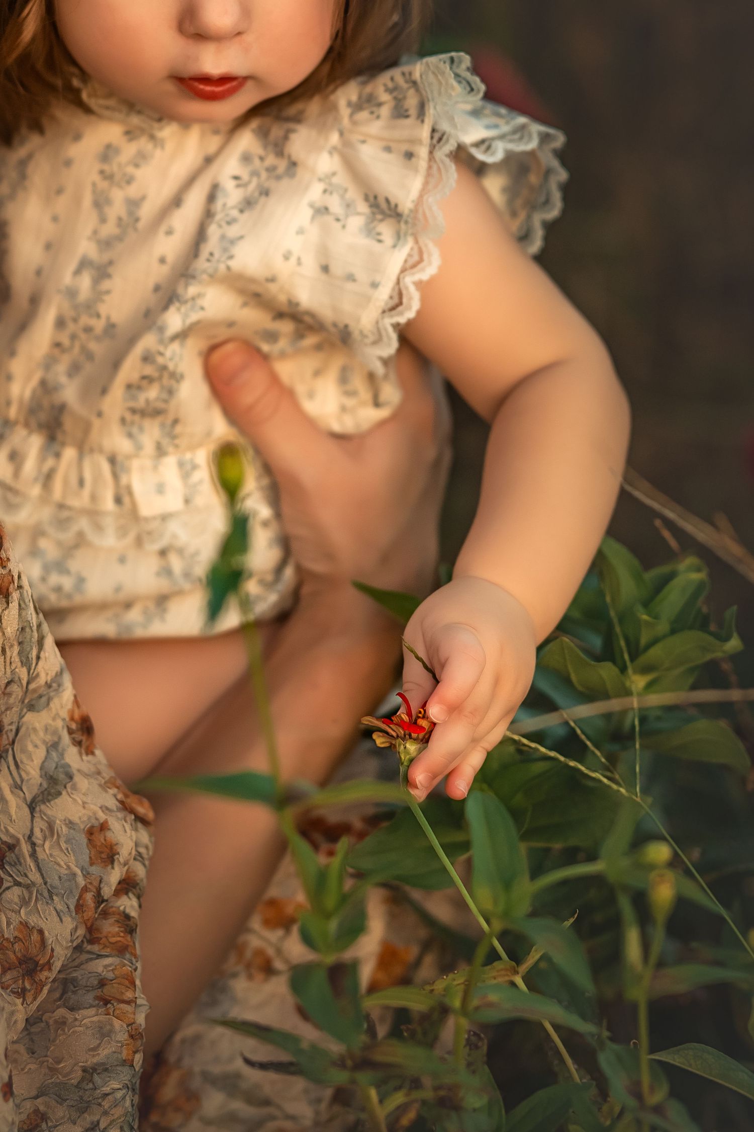 Toddler girl in floral dress reaching for red flower on a plant in golden hour sunlight.
