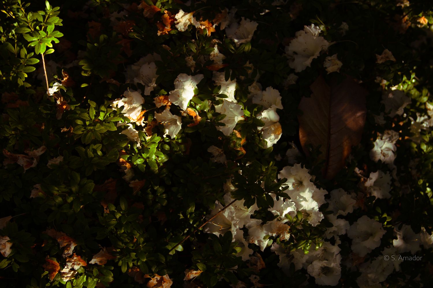 Vibrant orange and red flowers illuminated by dappled sunlight against a dark background in a lush garden setting.