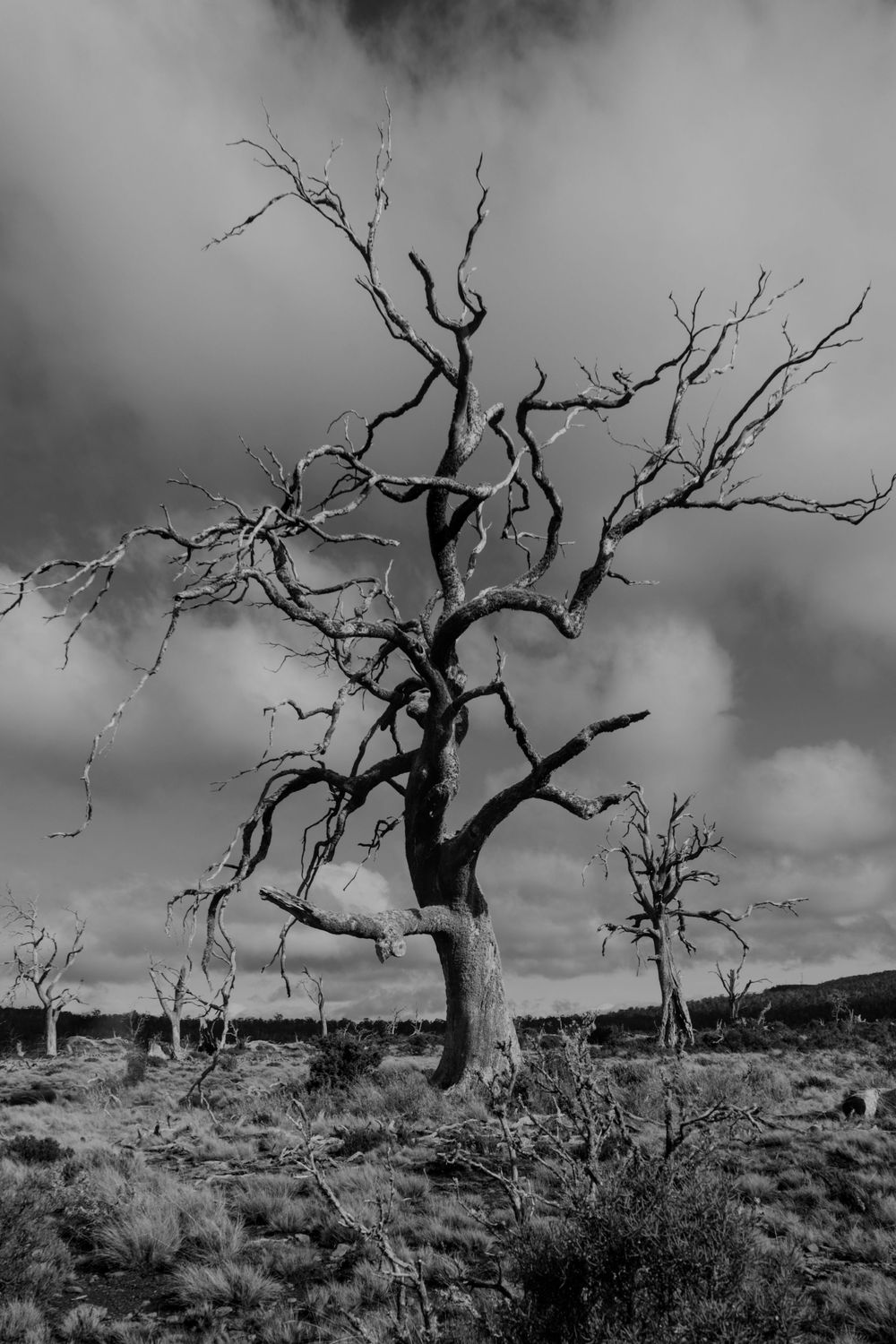 Black and white photo of a bare dead tree with twisted branches against a dramatic cloudy sky in an arid landscape.