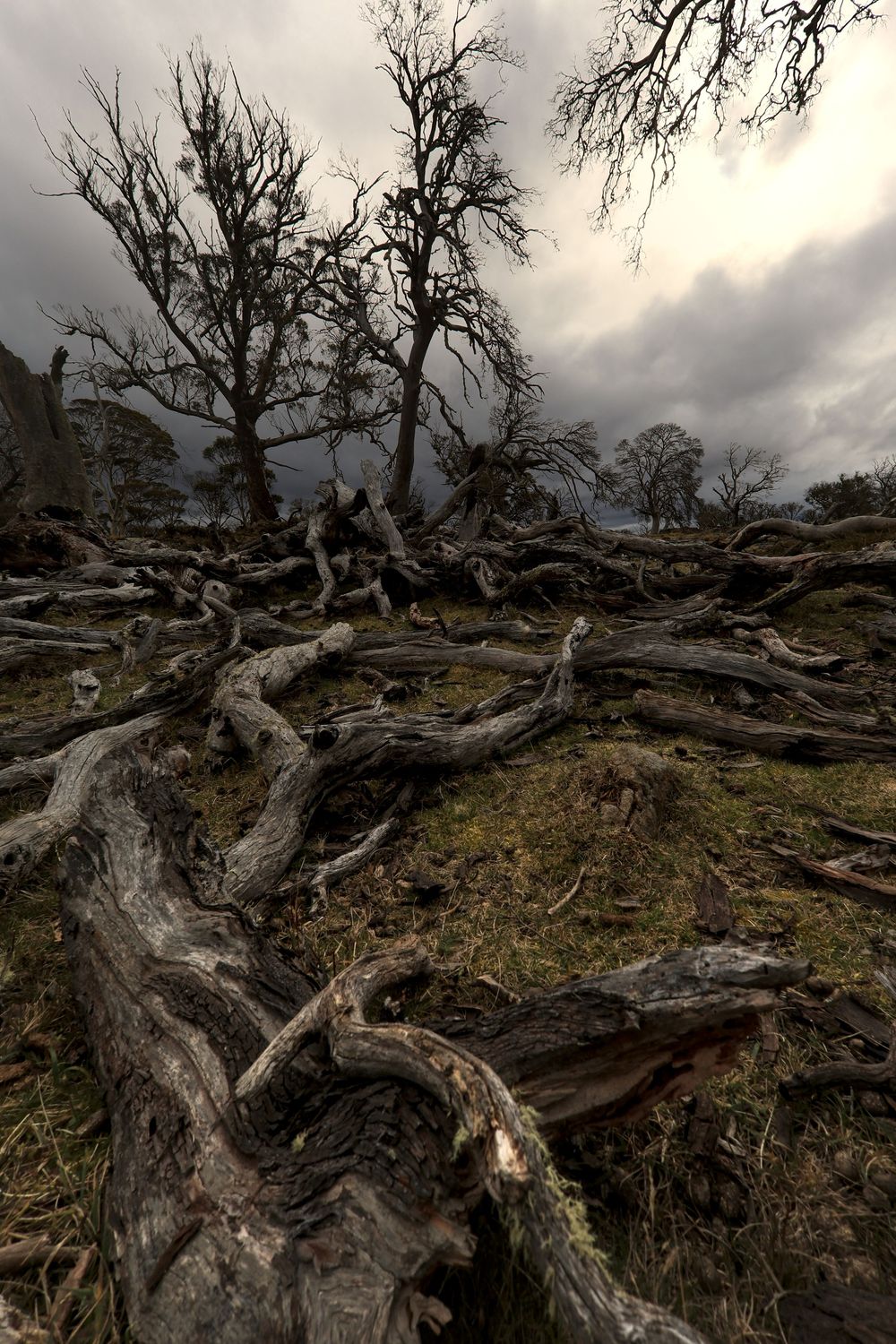 Dramatic landscape of twisted fallen tree roots and bare branches under stormy grey skies.