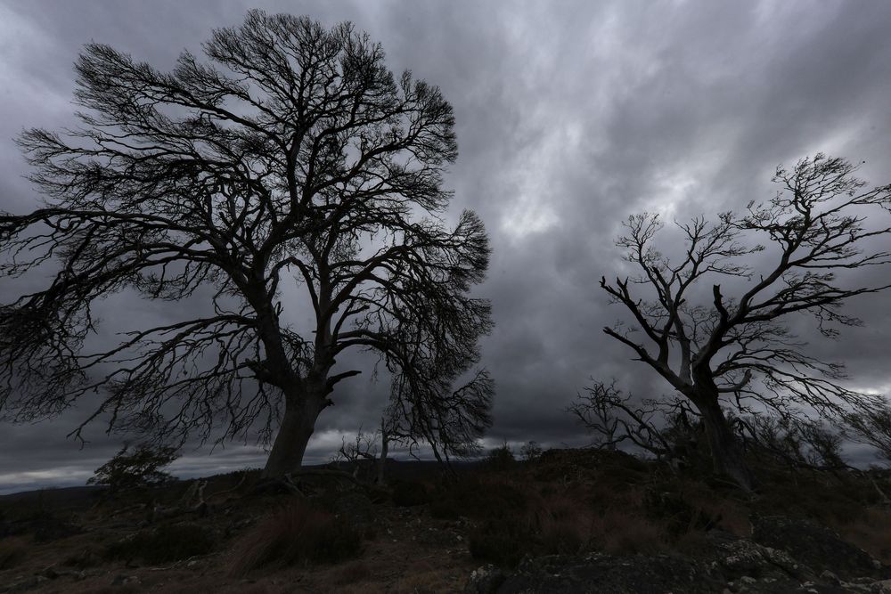 Silhouetted bare trees with gnarled branches against a dark dramatic cloudy sky at dusk.
