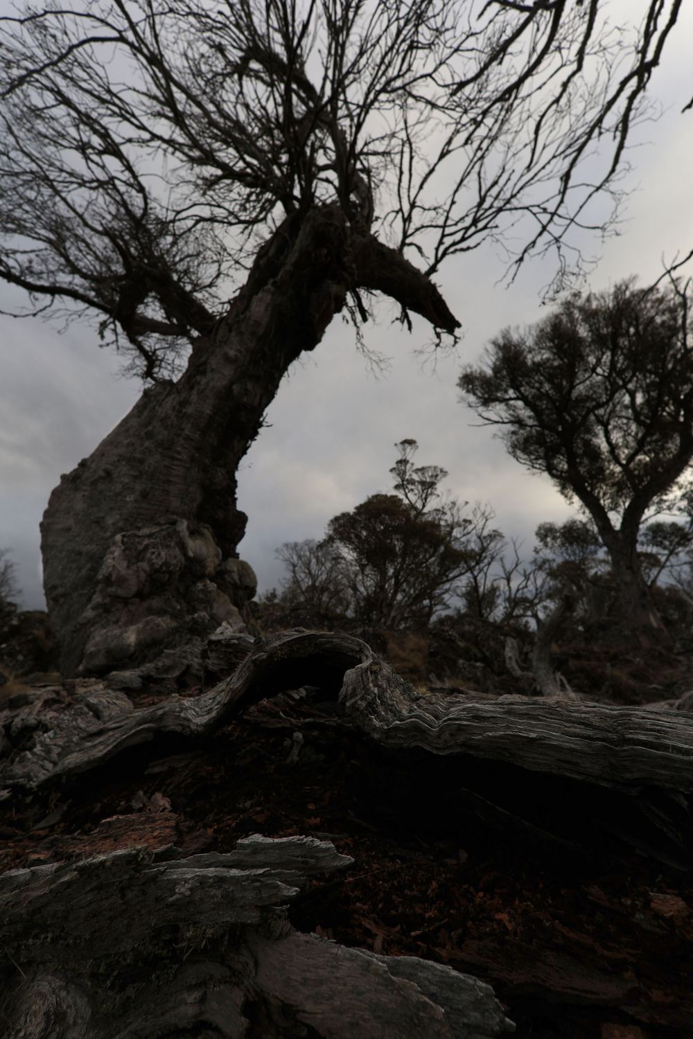 Ancient twisted bare tree trunk and branches silhouetted against an overcast grey sky.