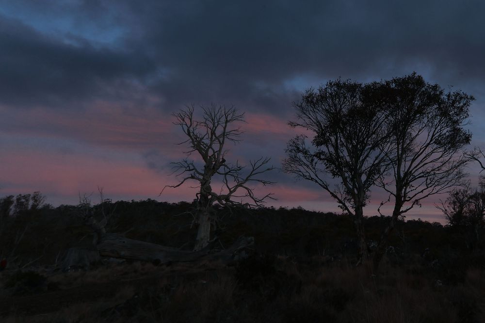 Silhouetted dead trees against a stunning pink and purple twilight sunset sky at dusk.