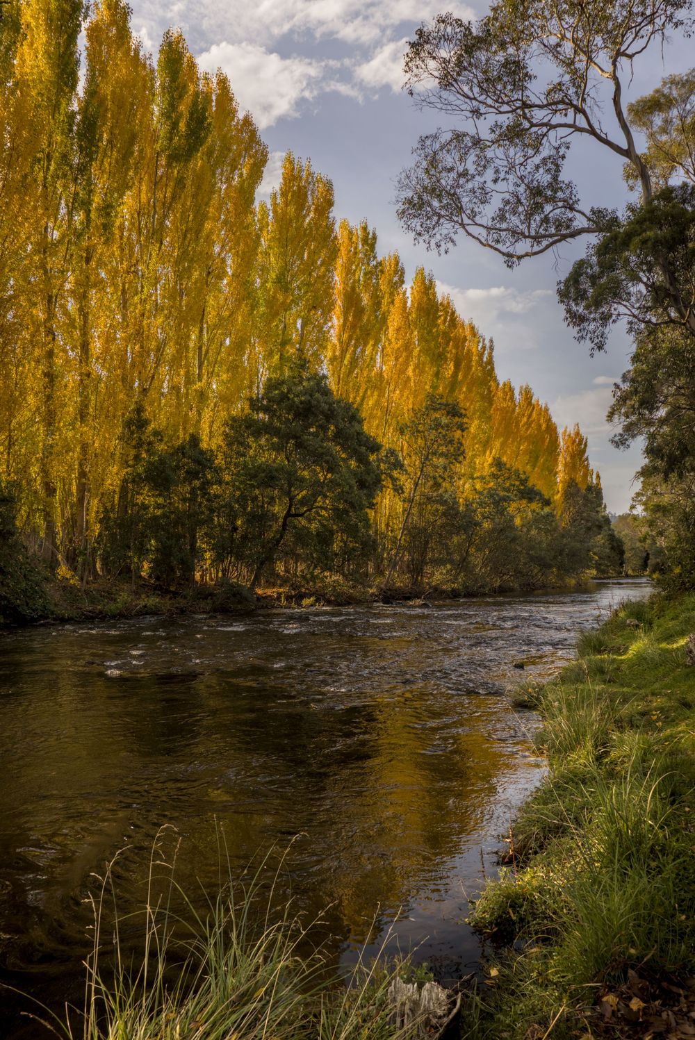 Golden autumn poplar trees reflecting in a calm river surrounded by lush green vegetation.