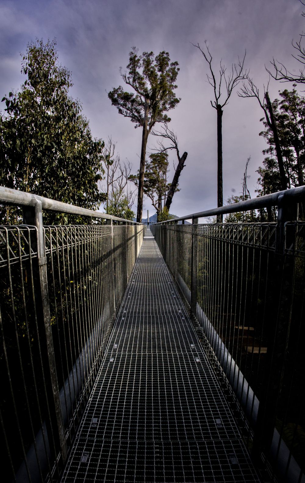 Long metal grate walkway bridge leading through bare and green trees under cloudy sky.