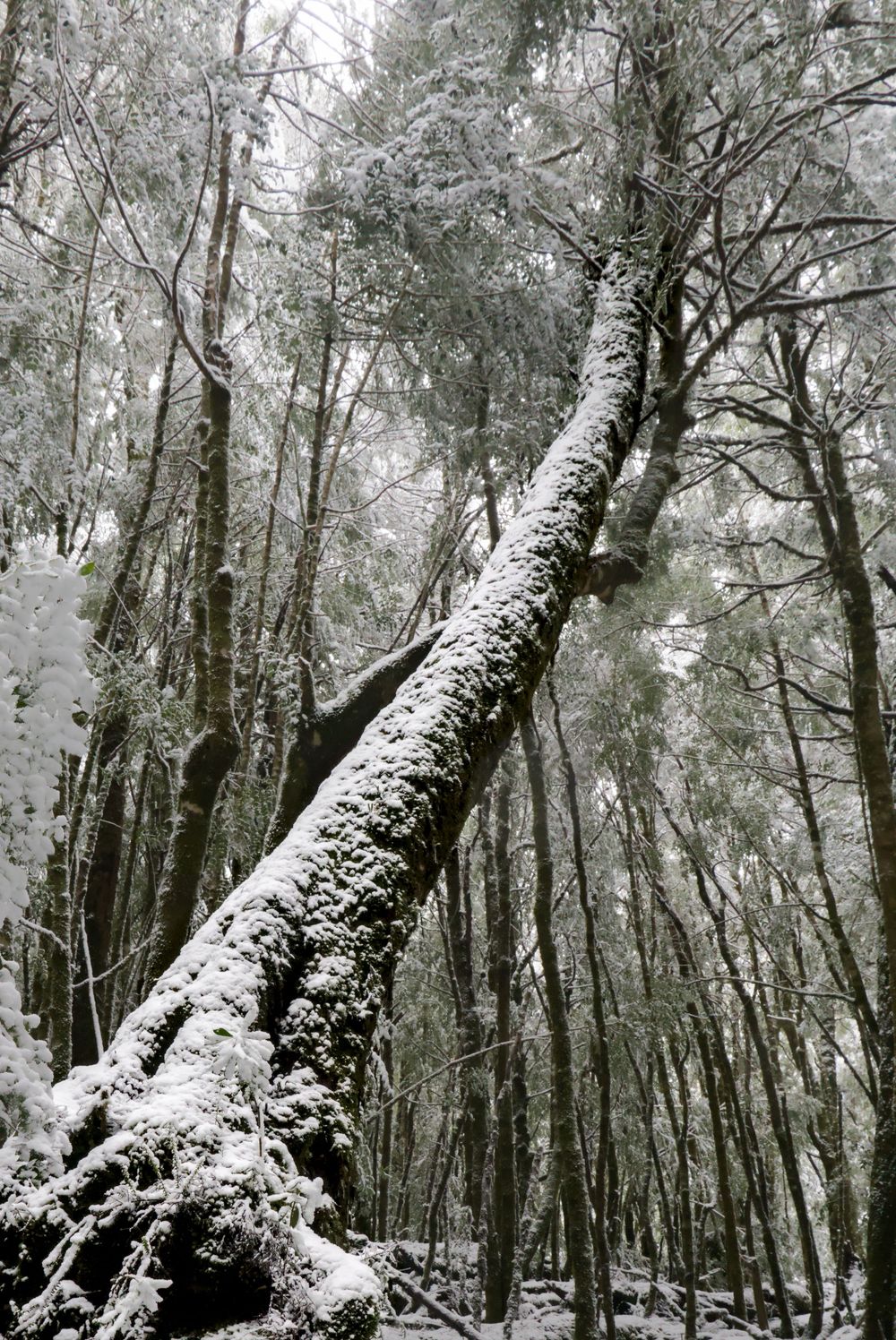 Snow-covered leaning tree trunk reaching upward through a dense winter forest canopy.