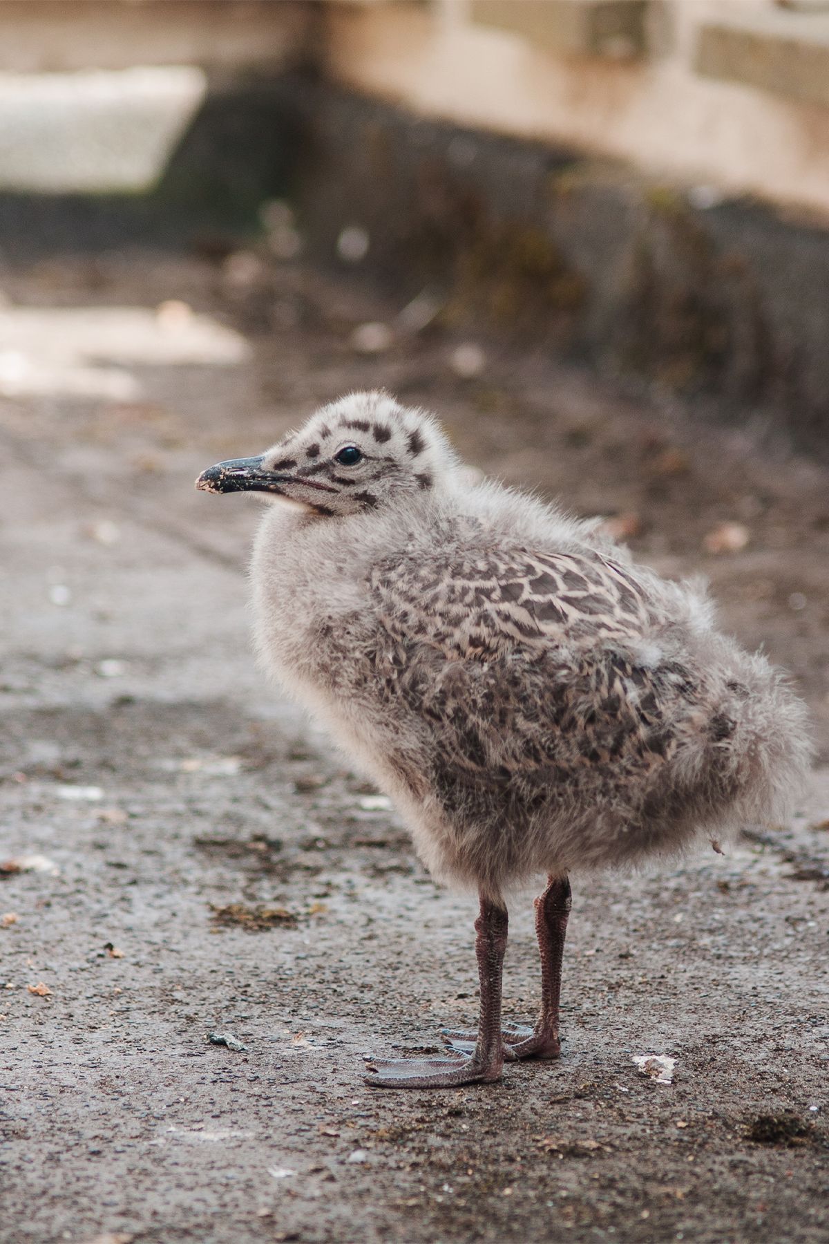 A fluffy baby seagull chick with spotted gray plumage standing on concrete ground. Aldeburgh coast Olympus E-500.