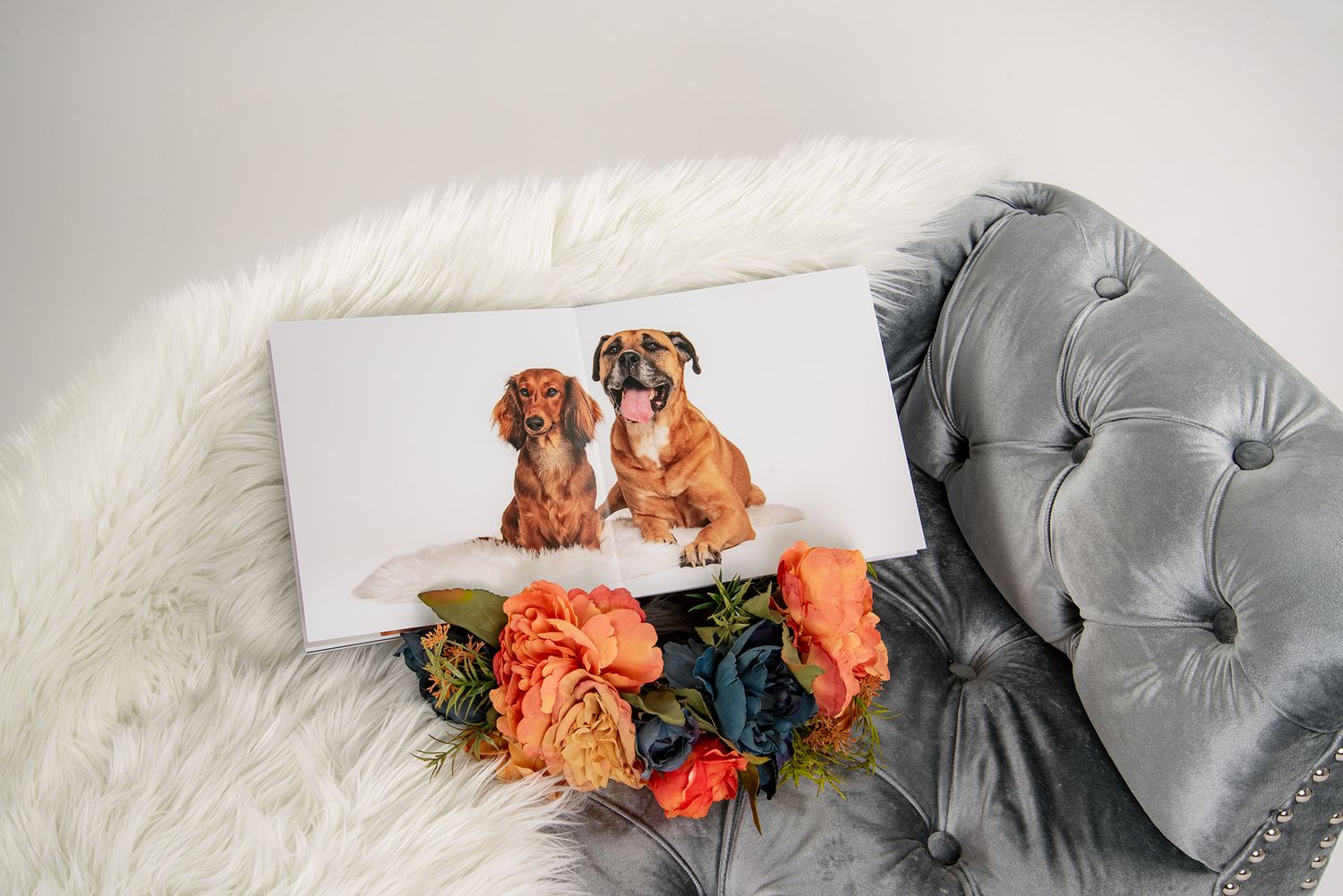 Photographer Red Deer, Alberta. Pet Photographer. Dog Photographer. Fine Art Album