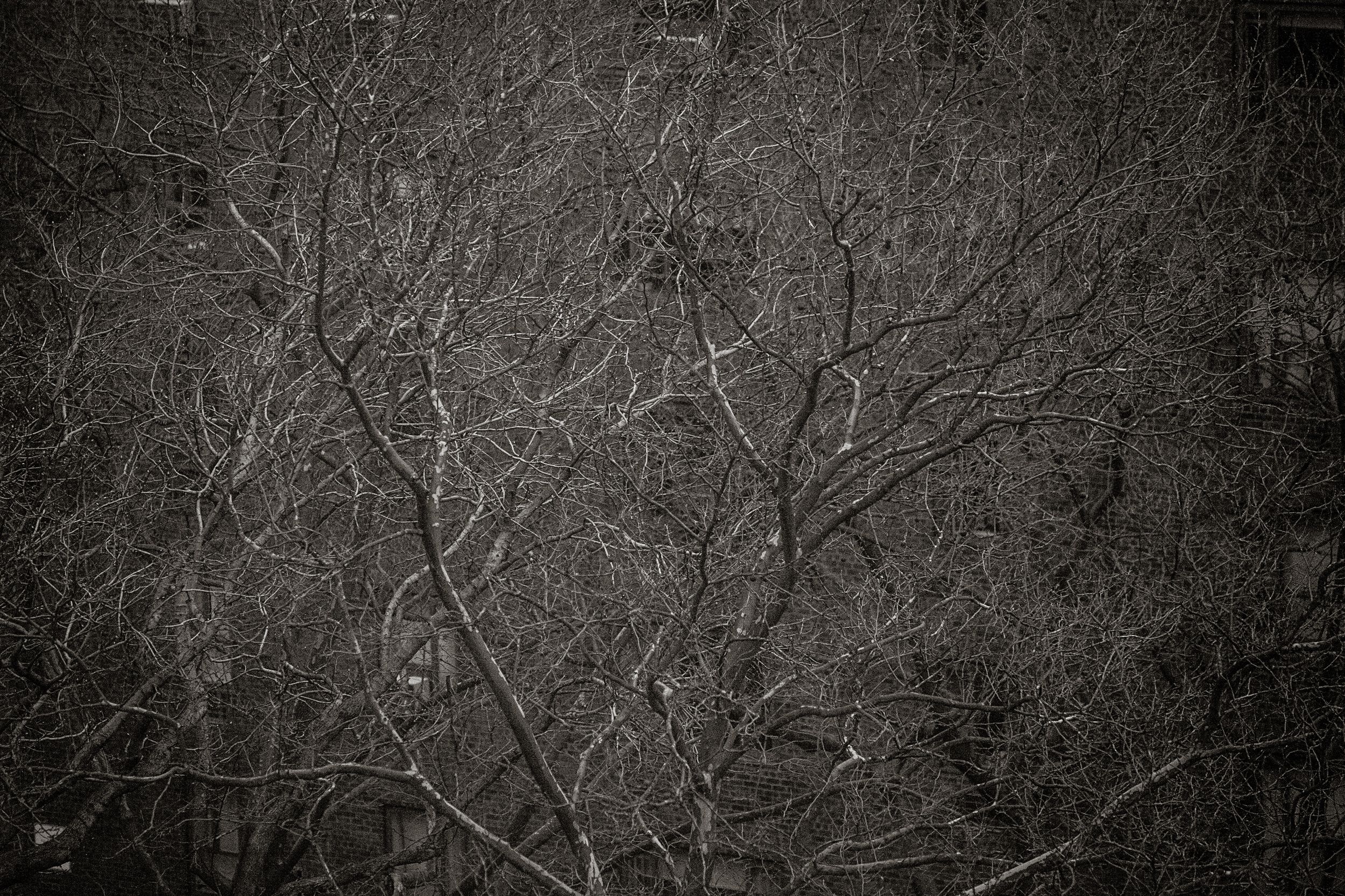Dark monochrome photo of bare winter tree branches creating an intricate pattern against a gray sky.