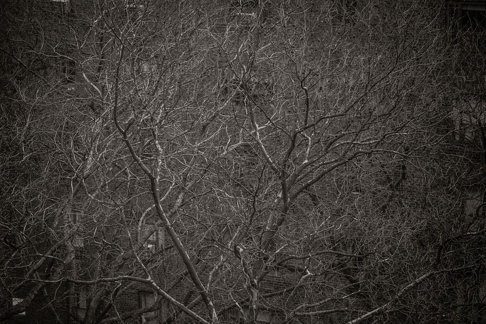 Dark monochrome photo of bare winter tree branches creating an intricate pattern against a gray sky.