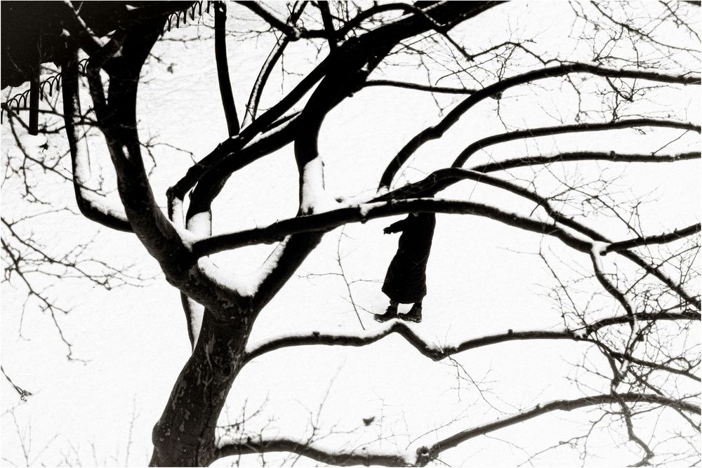Black and white photo of a cat perched high in bare winter tree branches against a pale sky.
