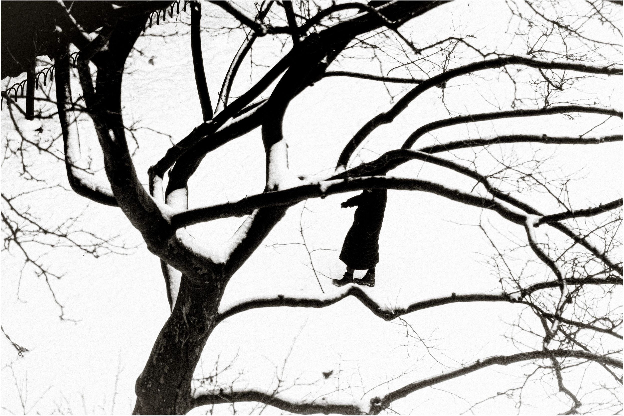 Black and white photo of a cat perched high in bare winter tree branches against a pale sky.