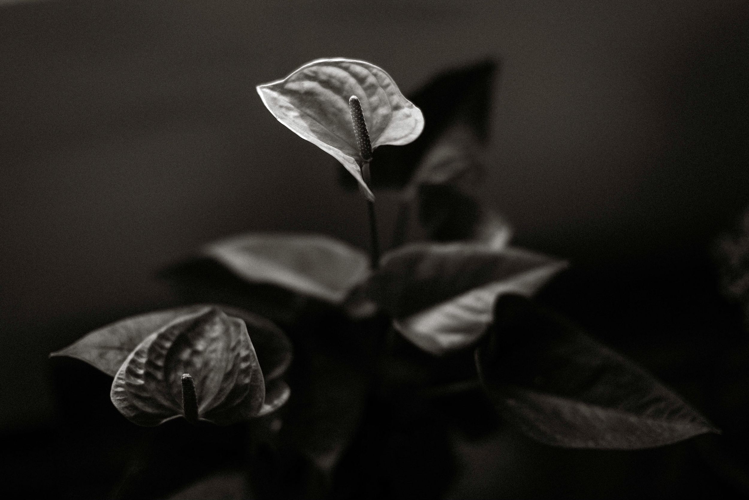 Black and white macro photo of a small plant with glossy leaves against a dark blurred background.