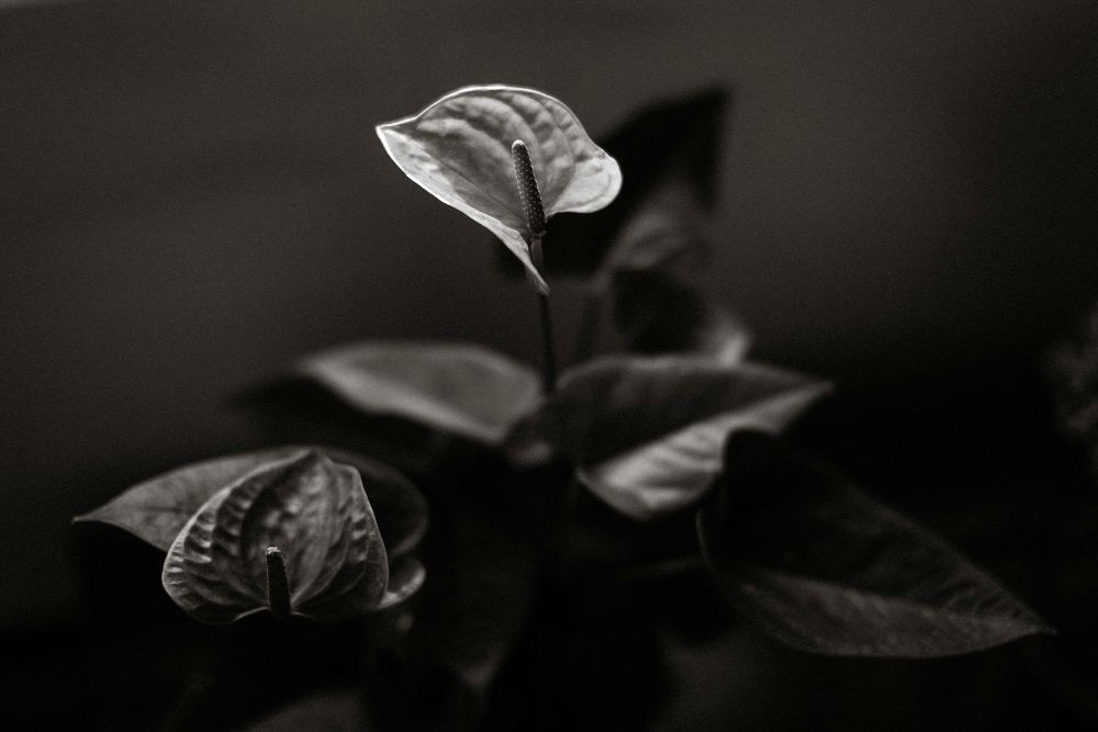 Black and white macro photo of a small plant with glossy leaves against a dark blurred background.