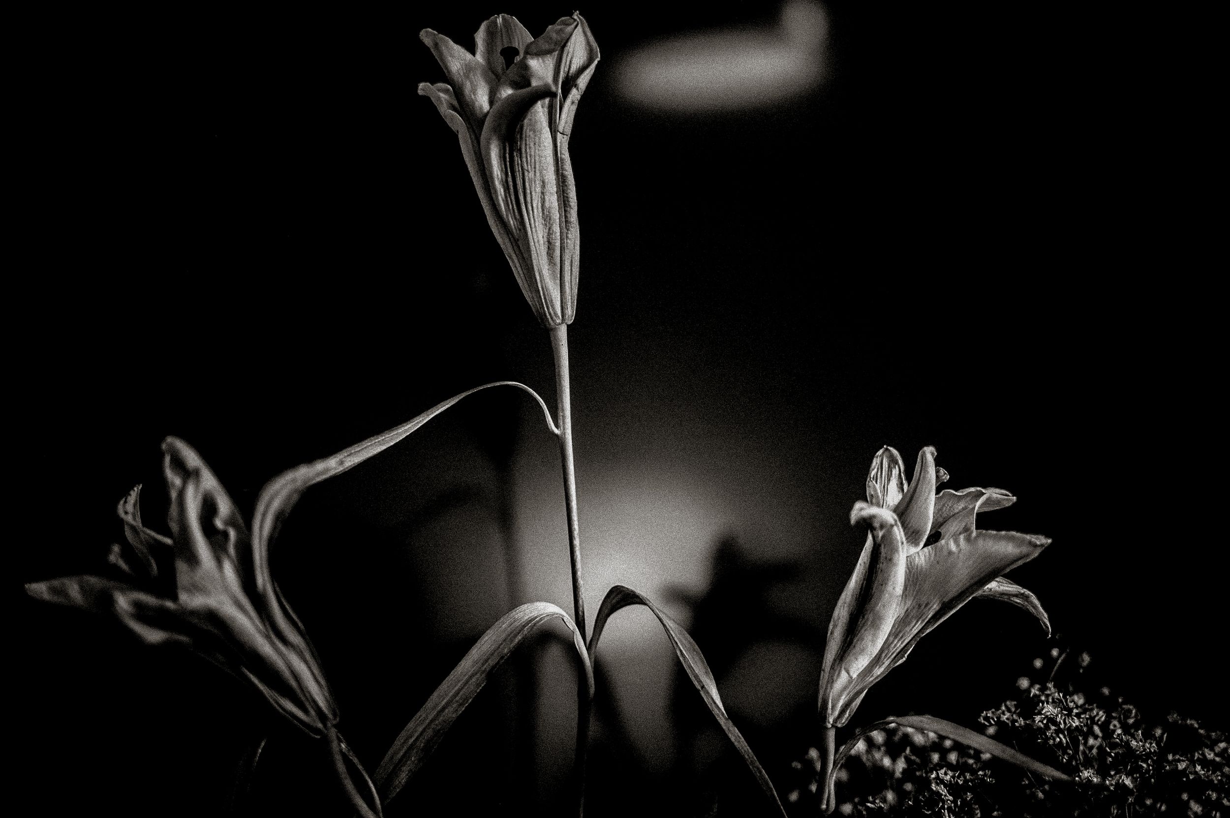 Black and white macro photo of elegant lily flowers emerging from darkness with dramatic lighting.