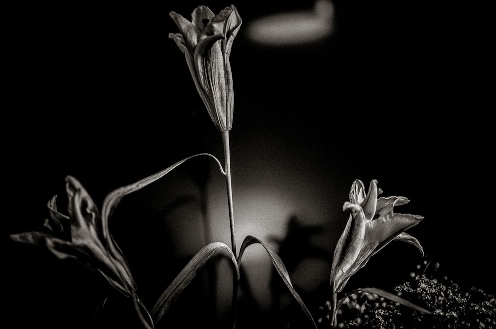 Black and white macro photo of elegant lily flowers emerging from darkness with dramatic lighting.
