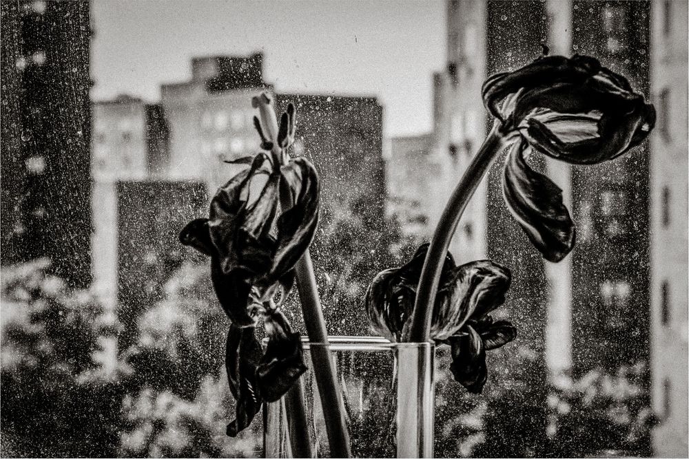 Black and white photo of wilting tulips in a vase against a rainy city window backdrop.